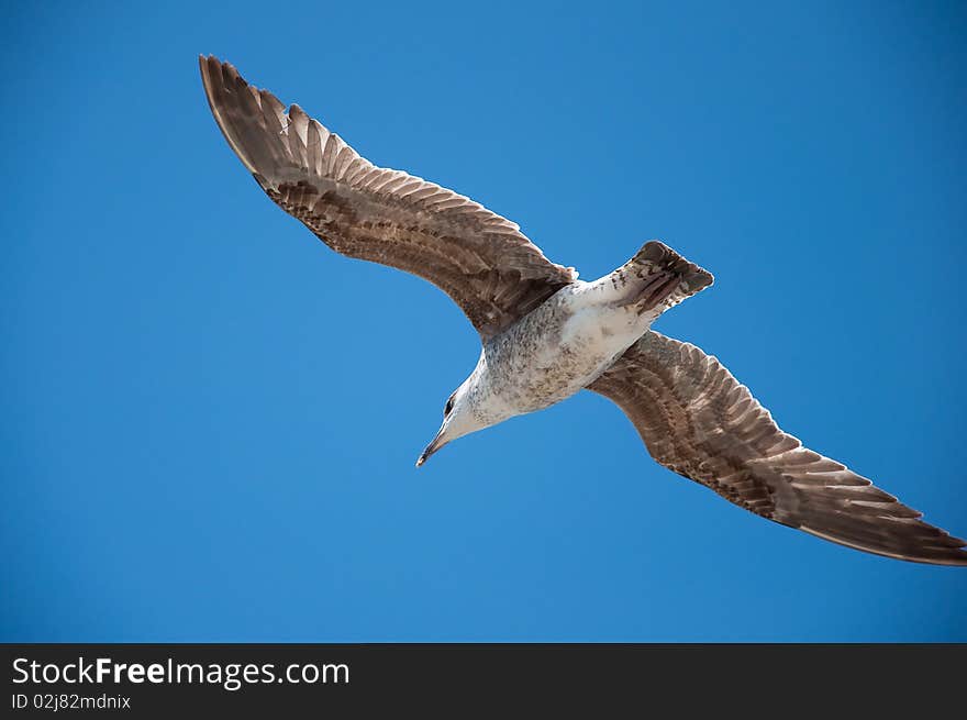 Flying seagull (Larus)