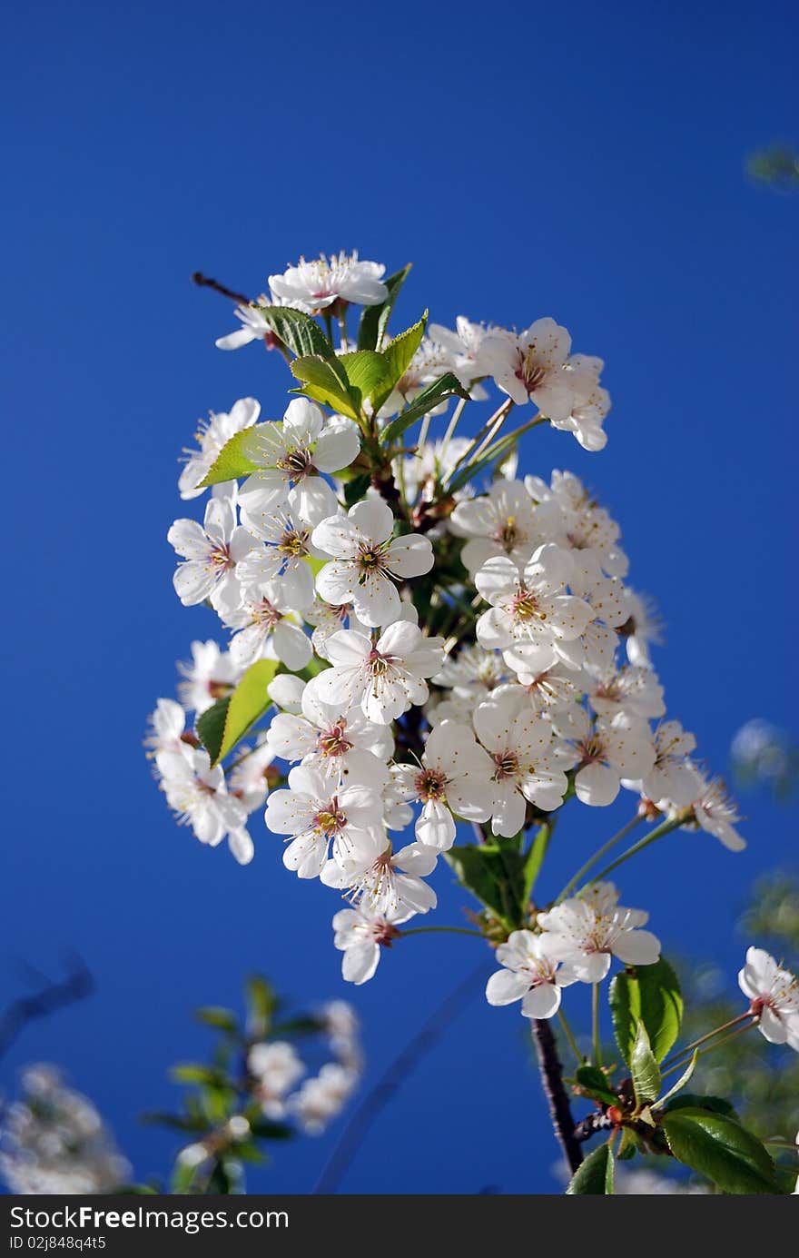 Branch of flowering cherry with blue sky background at spring