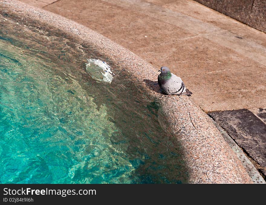 Pigeon on fountain border with clear water