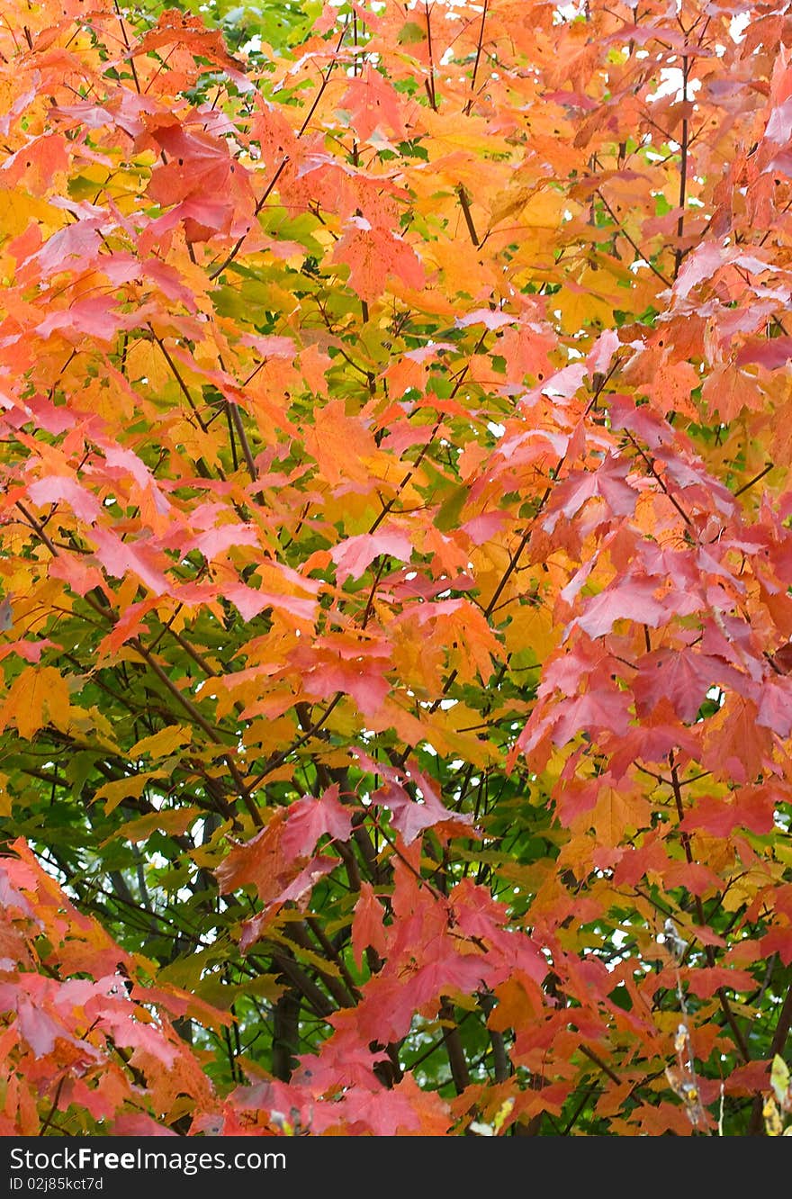 Autumn many maple leaves background