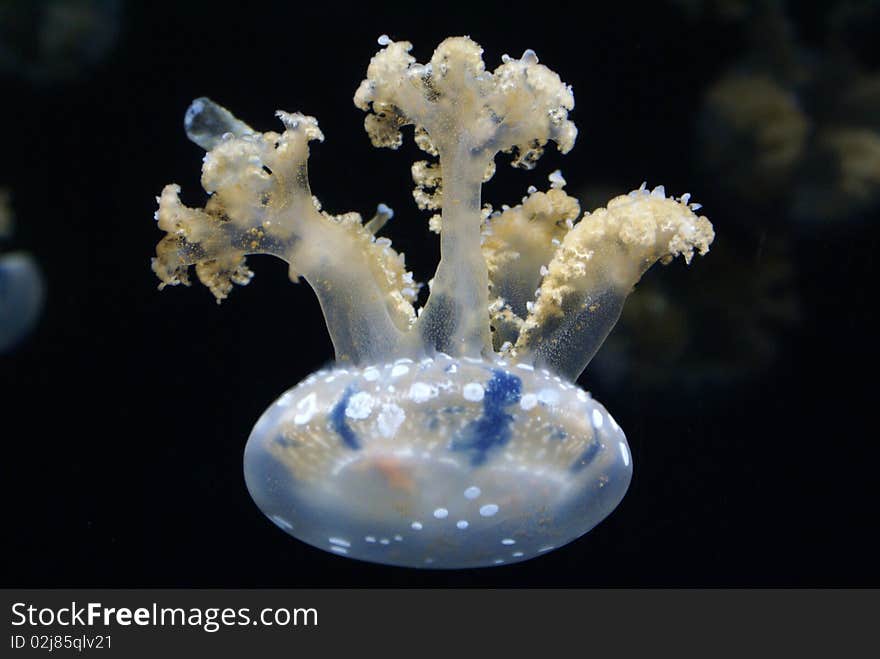 Jelly fish swimming upside down