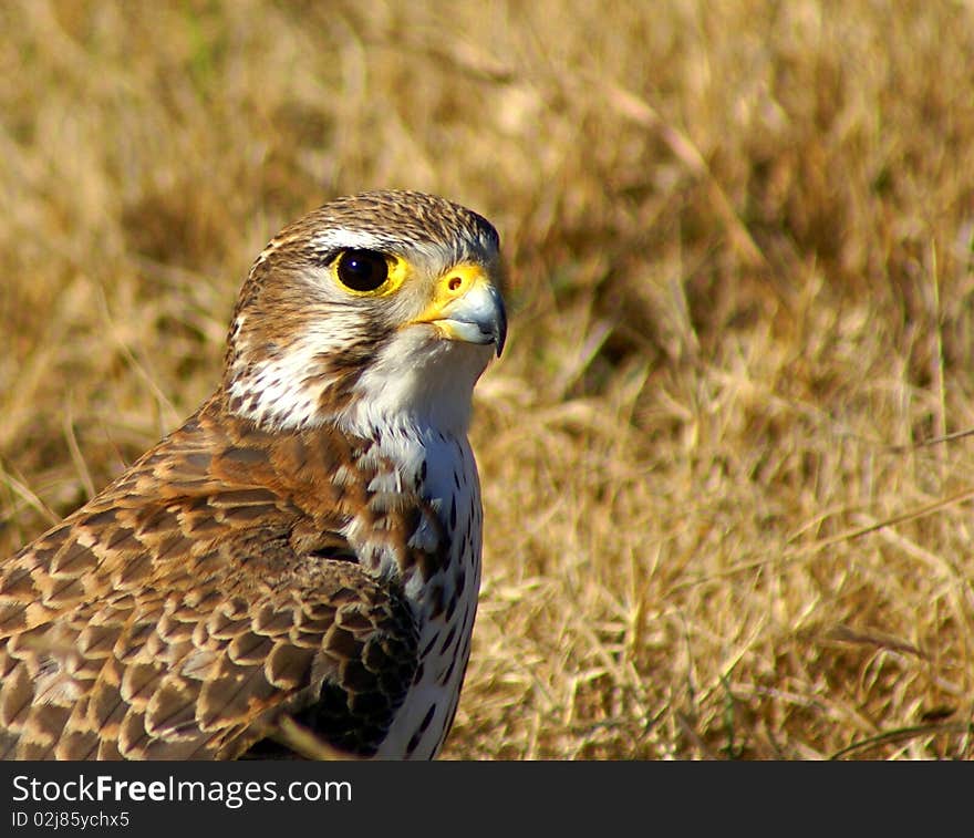 Prairie falcon