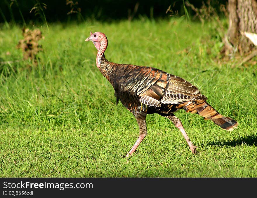 Wild Turkey Walking Across Field