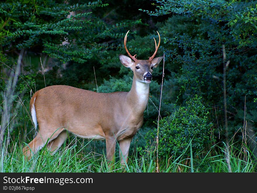 Whitetail Buck Next To Treeline