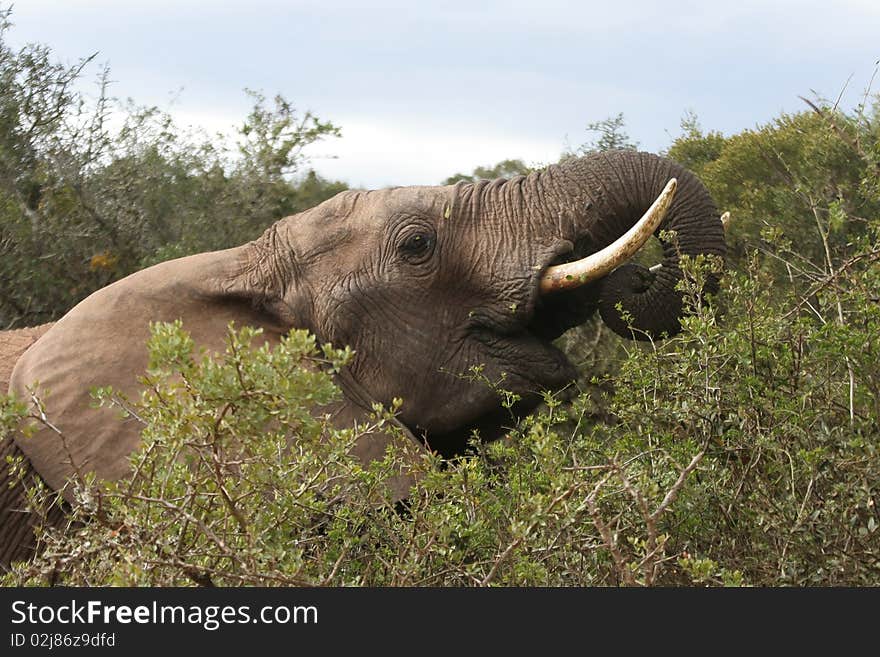 Elephant male eating shrubs in the wild