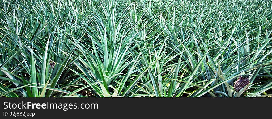 Panoramic fragment of pineapple plantation plants. Panoramic fragment of pineapple plantation plants