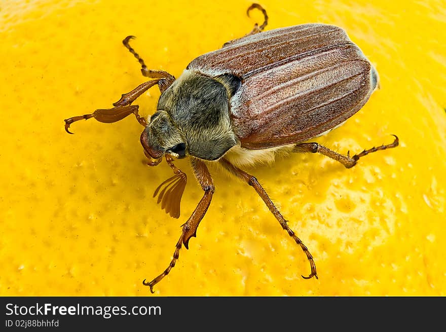 May-bug close up on the yellow. May-bug close up on the yellow