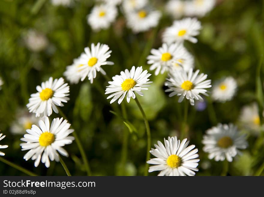 A lot of daisies in a field. A lot of daisies in a field