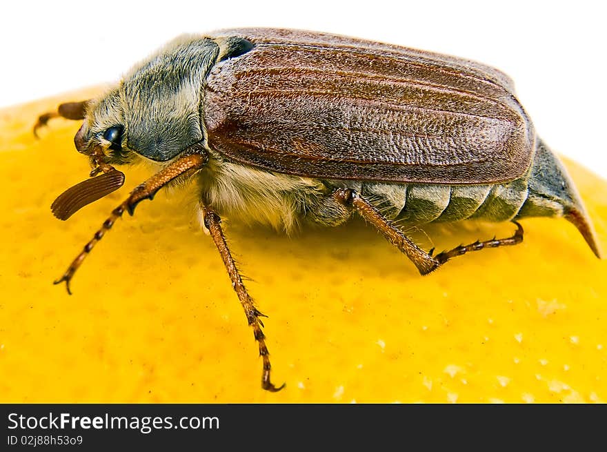 May-bug close up on the yellow. May-bug close up on the yellow