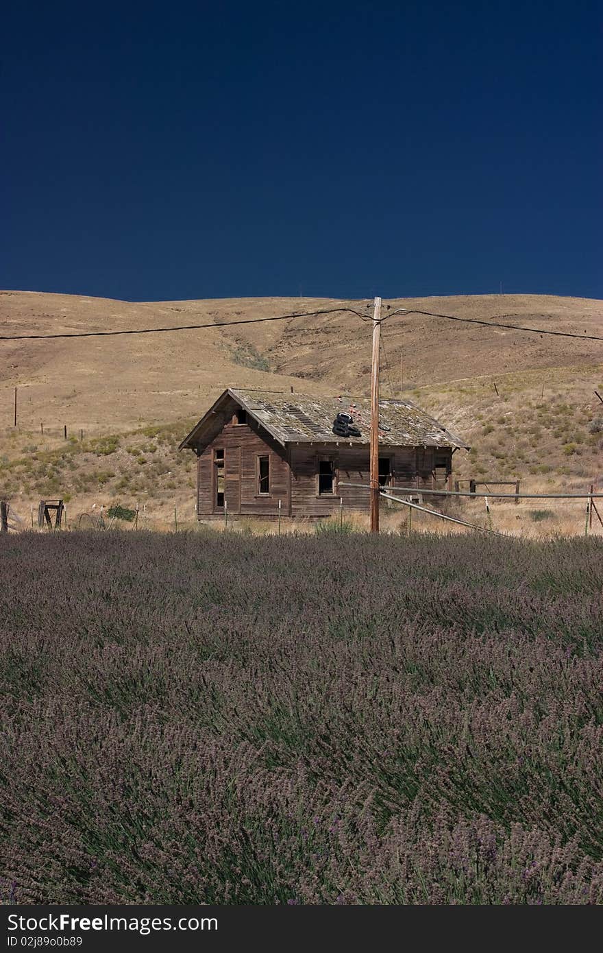 Old barn in the countrysde of Idaho with lavender field in the front. Old barn in the countrysde of Idaho with lavender field in the front