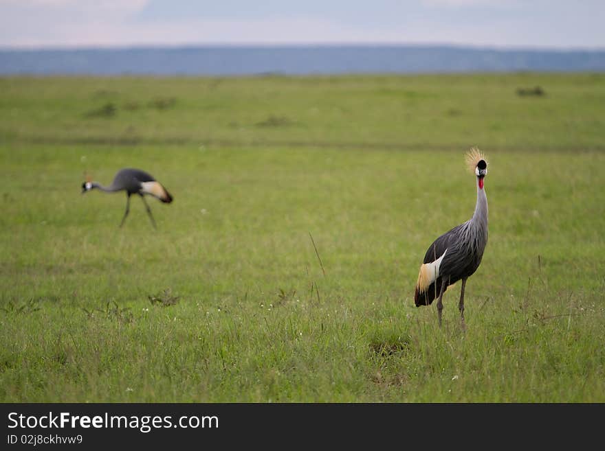 Amboseli Egyptian Cranes