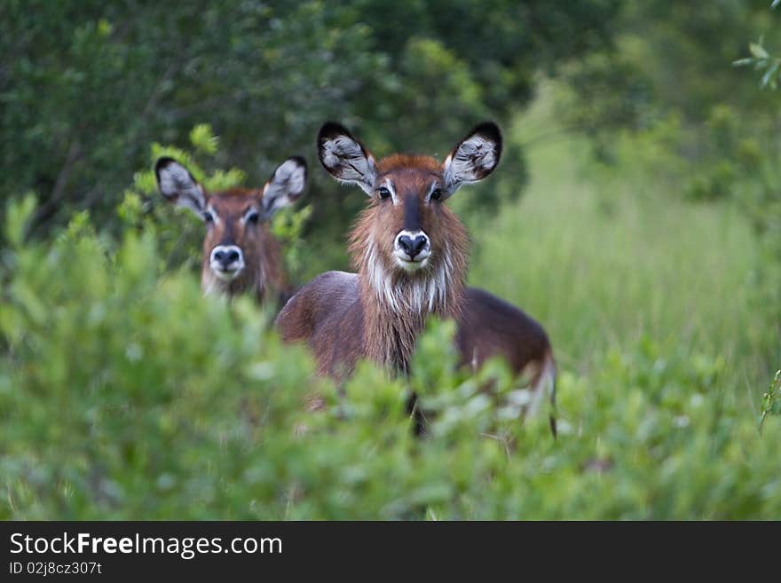 Female Water Bucks