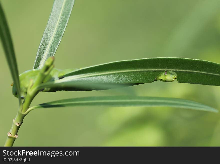 Long green worms eating leaves the body