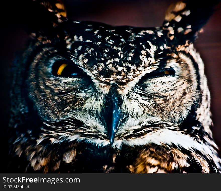 Small European owl, nocturnal bird of prey with hawk-like beak and claws and large head with front-facing eyes. Small European owl, nocturnal bird of prey with hawk-like beak and claws and large head with front-facing eyes