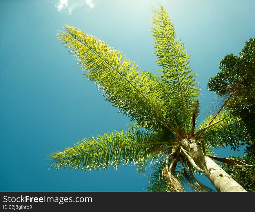 A Palm tree in St. John A very interesting angle as well