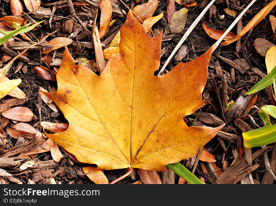 A golden Maple leaf that has just fallen off the tree. Illustrates seasonal change. A golden Maple leaf that has just fallen off the tree. Illustrates seasonal change.