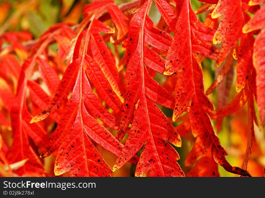 Oak leaf in Fall