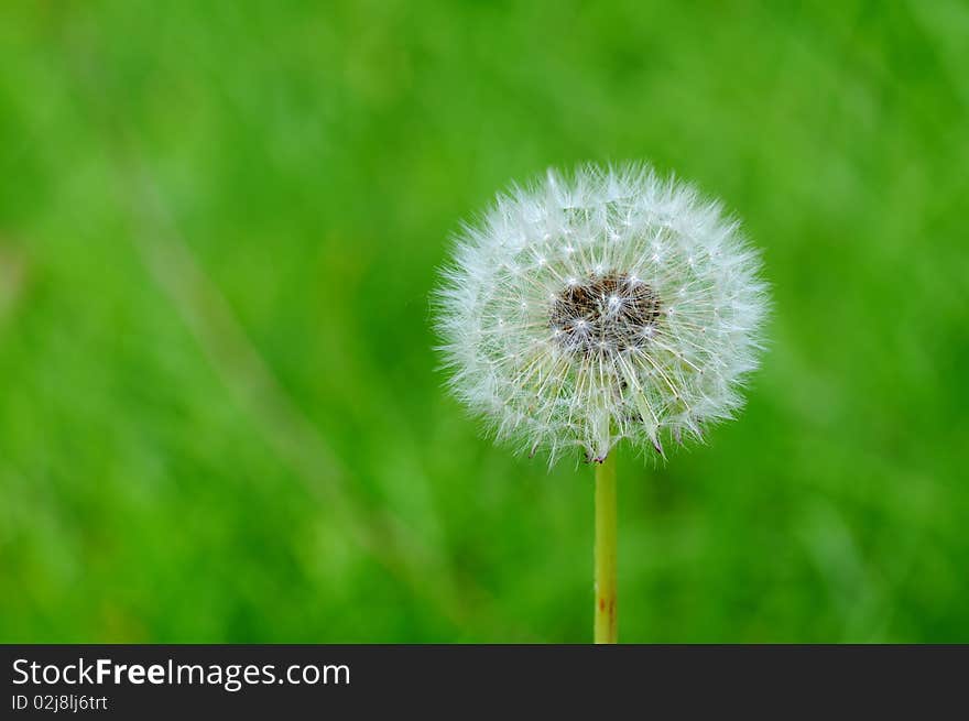 Dandelion in front of the green background close-up.