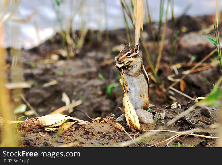 Squirrel