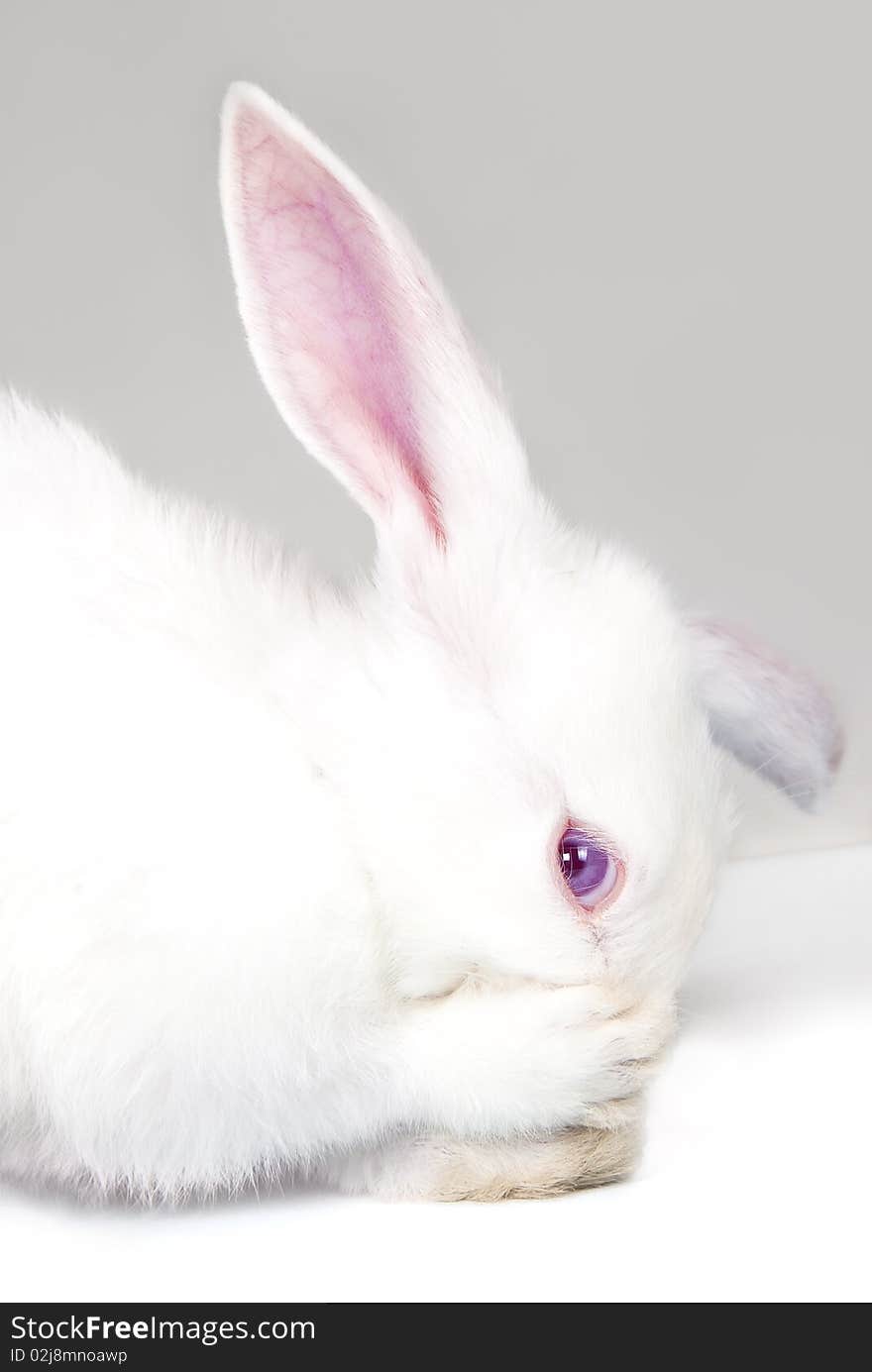 Fluffy long-eared white rabbit over grey background