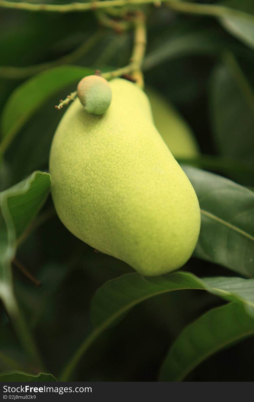 Green mangoe on a tree