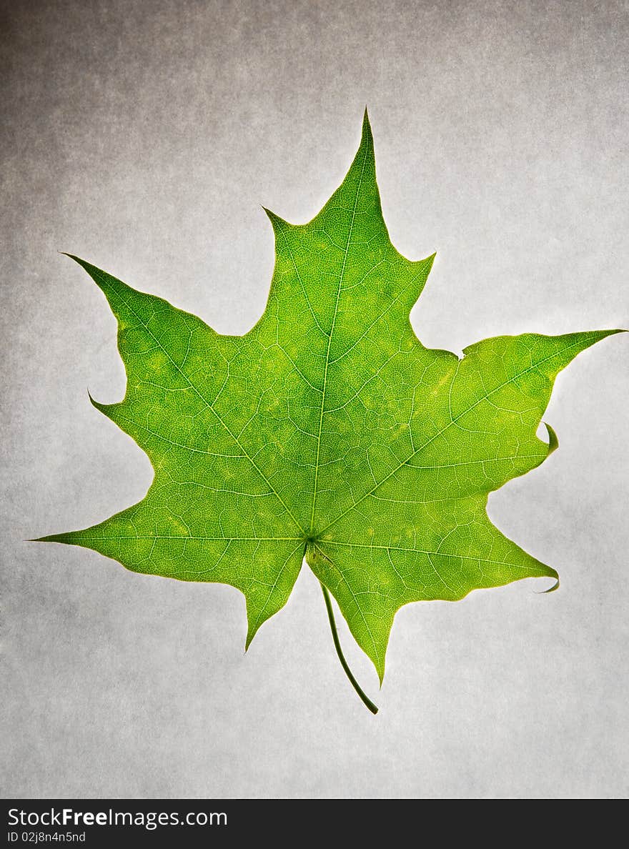 Green maple leaf on white paper