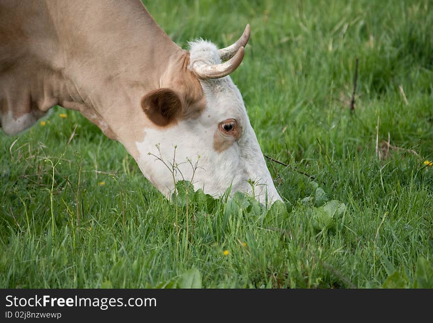 Cow nibbles grass in a meadow