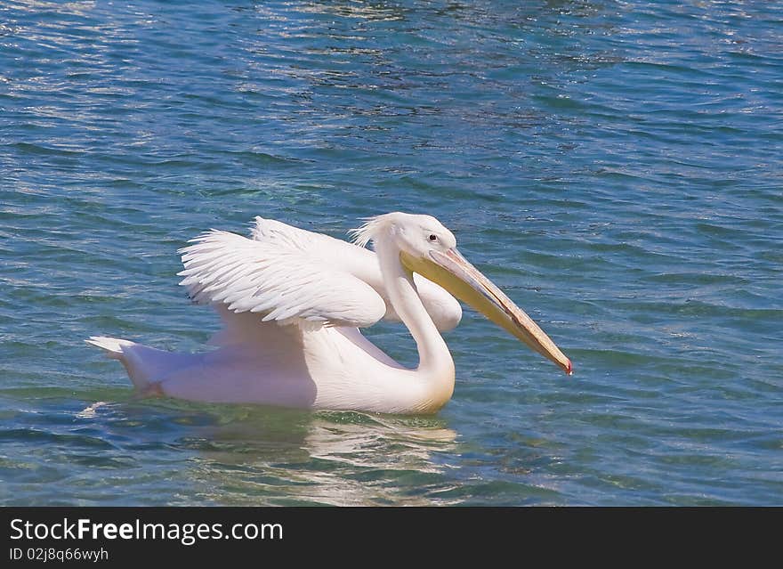 White Pelican Floating On The Blue Sea