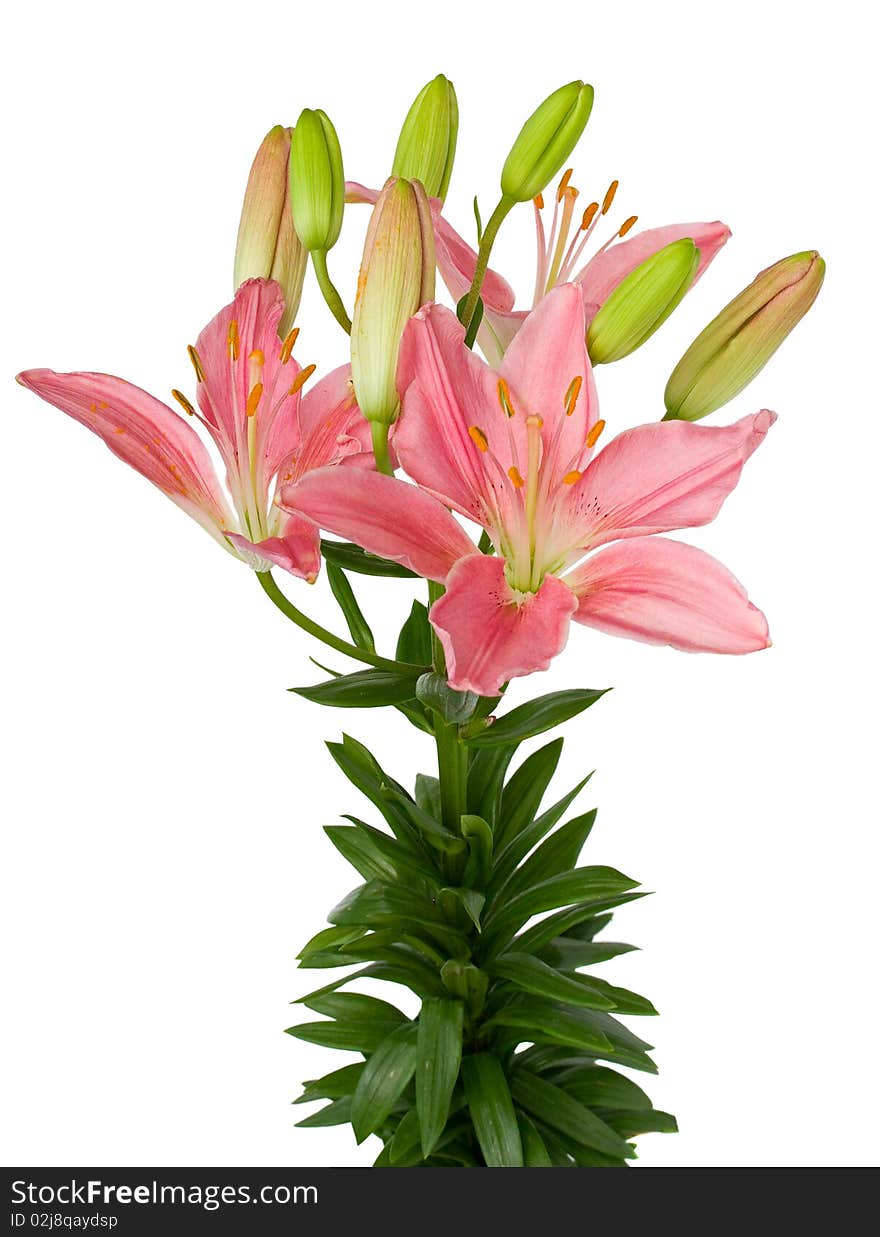 Pink lily isolated