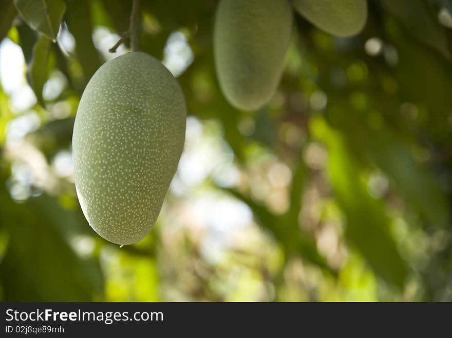 Mango Tree