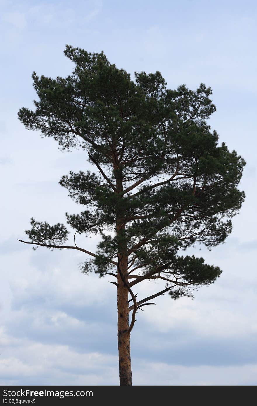 Pines against the blue sky. Pines against the blue sky