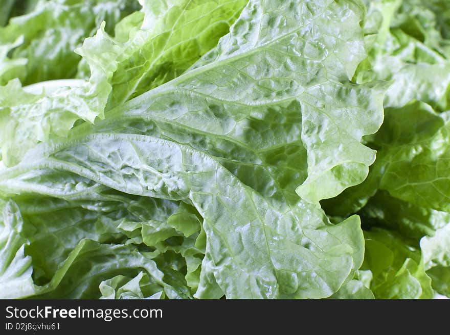 Close up of fresh green lettuce