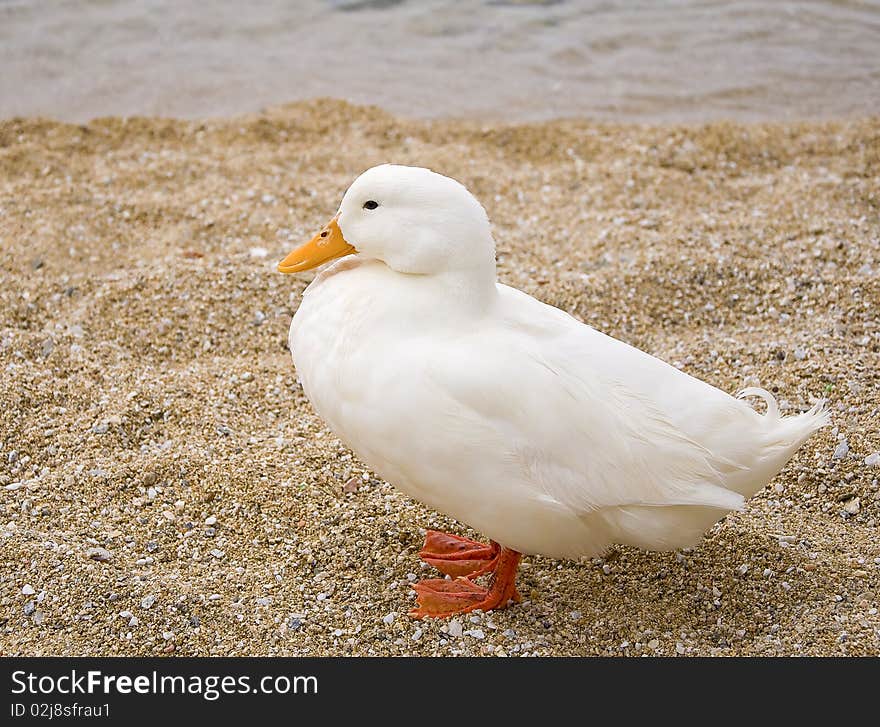 White duck with orange beak on the sandy beach near the sea. White duck with orange beak on the sandy beach near the sea