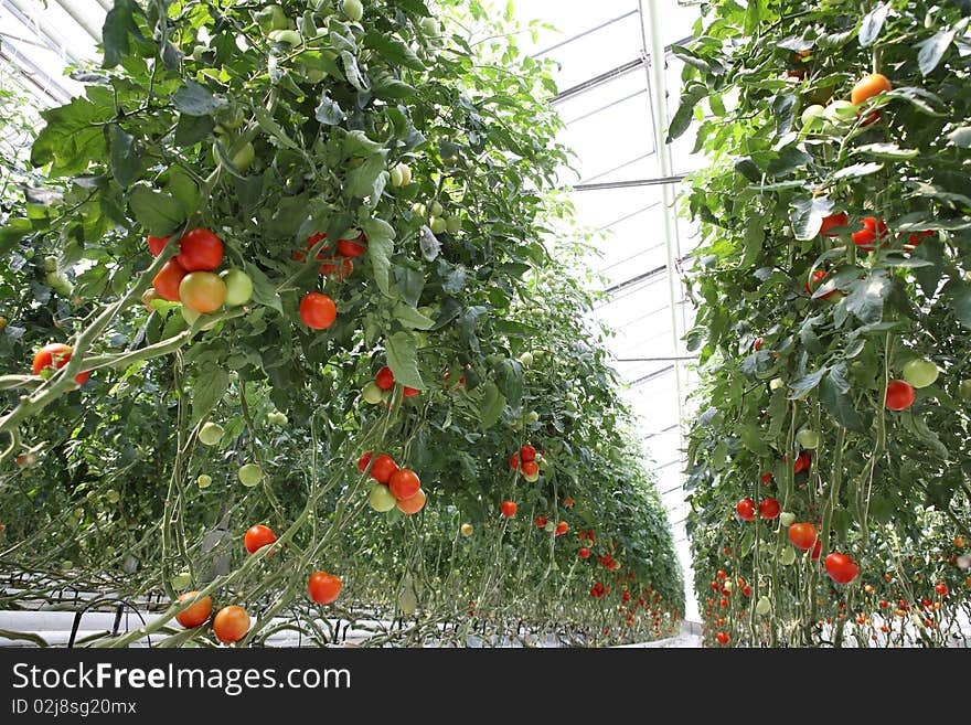 Tomatoes on the branches in the hothause