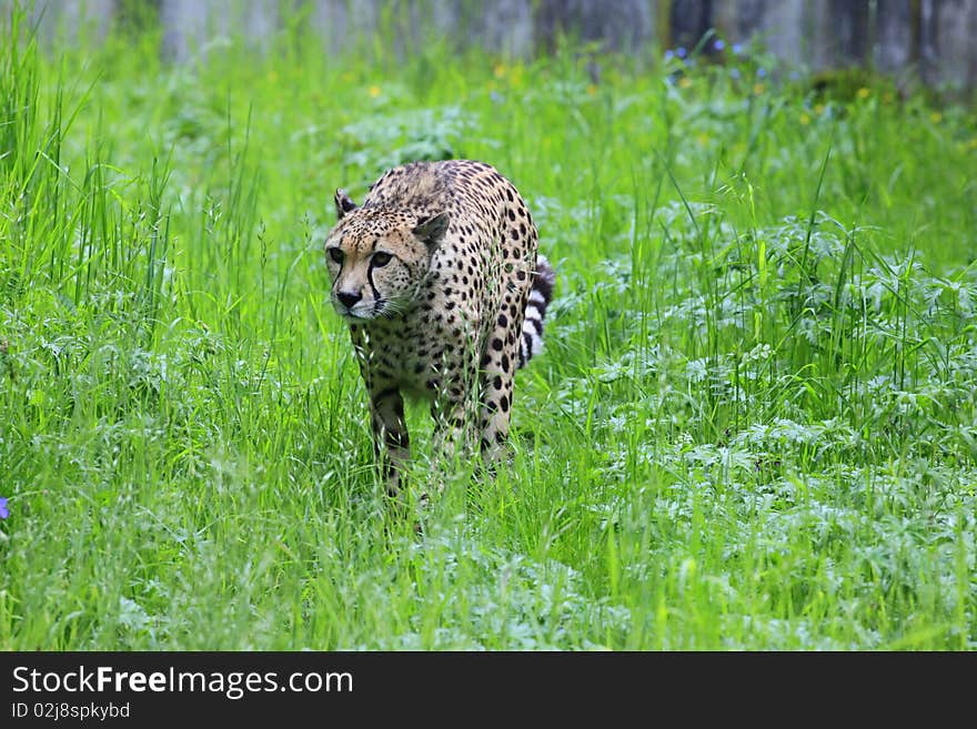 Cheetah