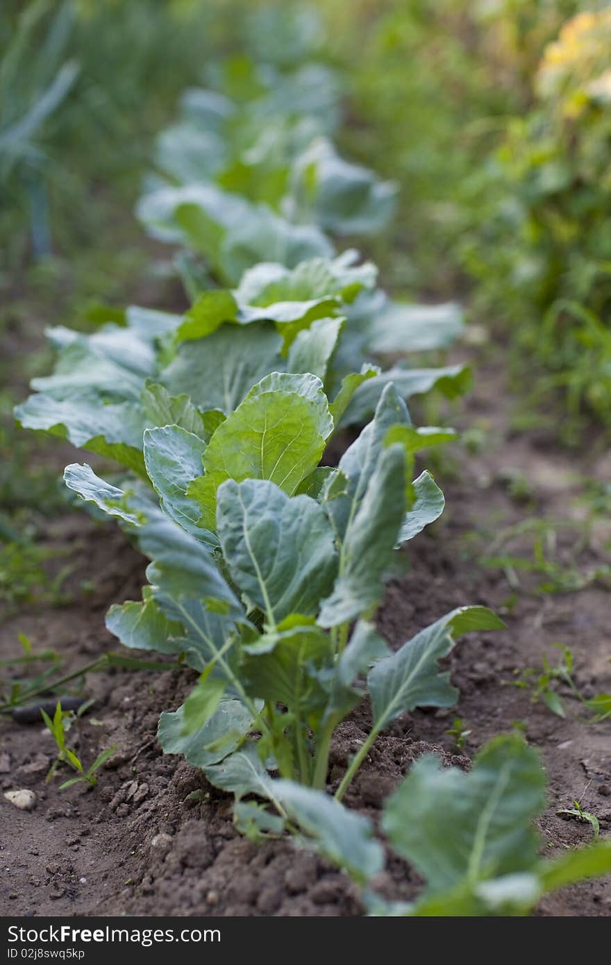 Line of fresh cabage in a home garden