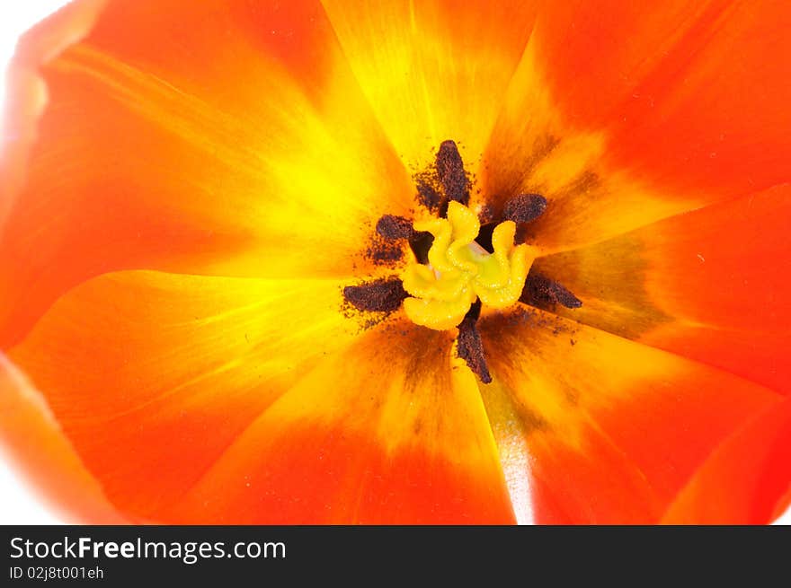 Close-up on blossoming tulip. Close-up on blossoming tulip