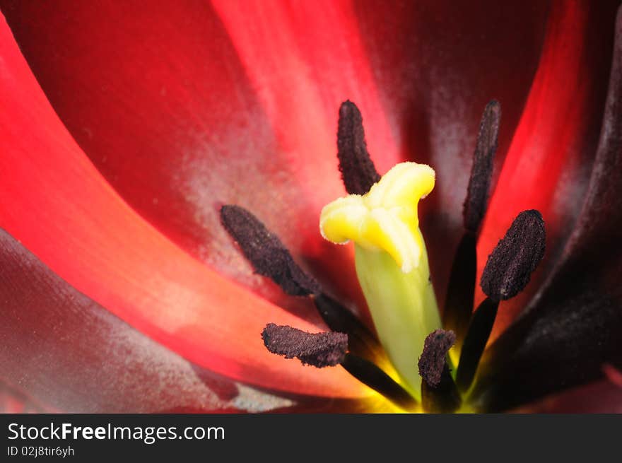 Extreme close-up on center part of blossoming tulip. Extreme close-up on center part of blossoming tulip