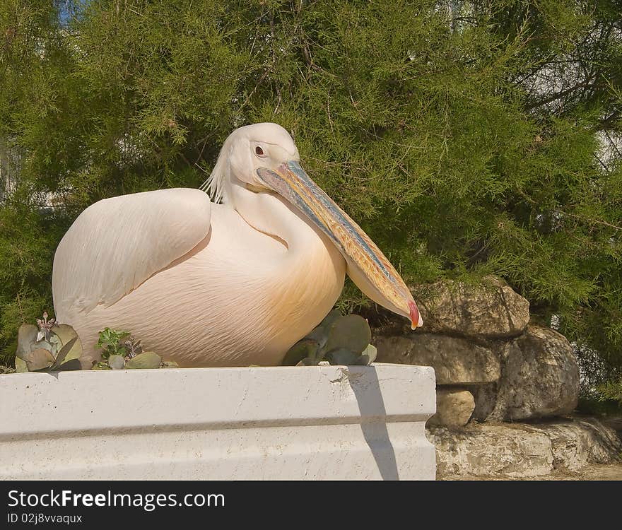 Pelican with a pink-yellow feathers sitting around the green bush...