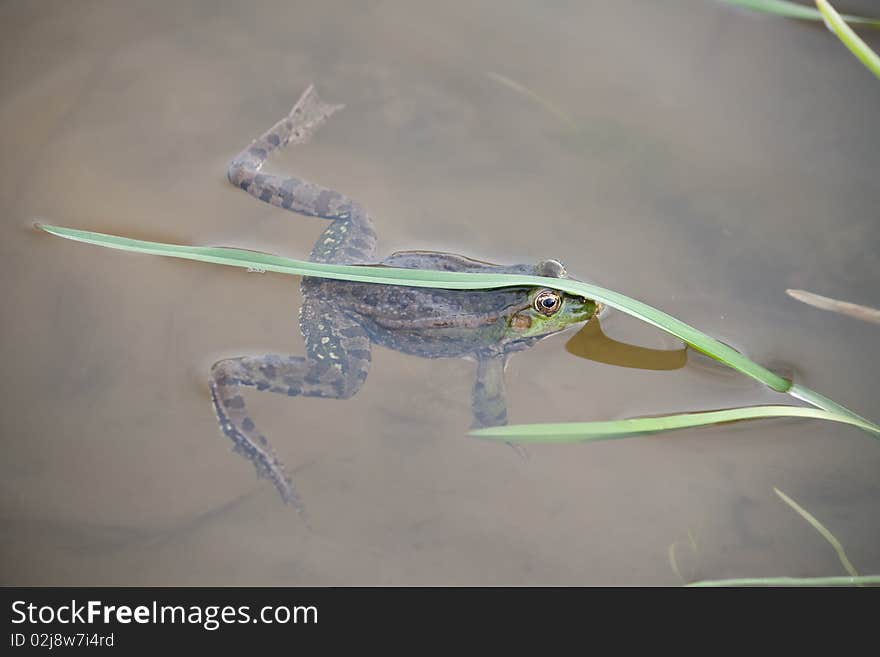 Green Frog