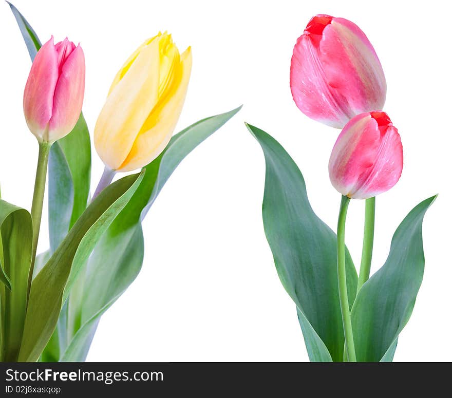 Bunch of tilips on white background. Bunch of tilips on white background