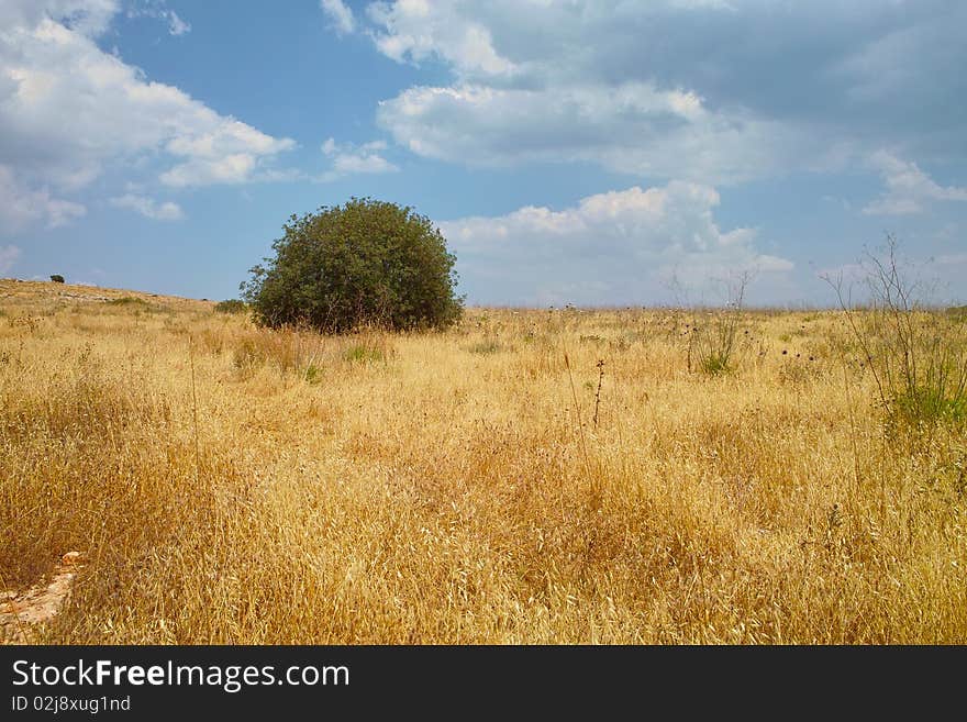 Solitary green tree among yellow meadow. Solitary green tree among yellow meadow