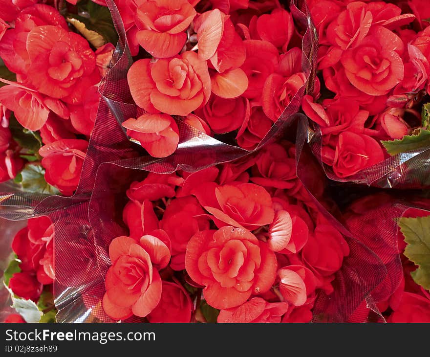 Bouquets of red begonia closeup background