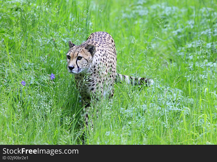 A photo of a cheetah