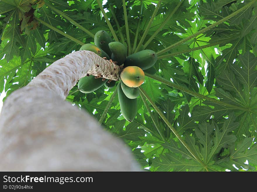 An image of a twisted papaya tree taken from an angle below.