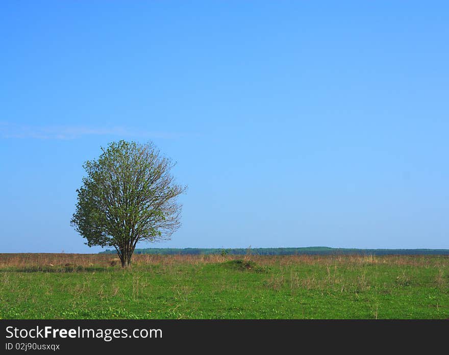 A tree in the field against the sky