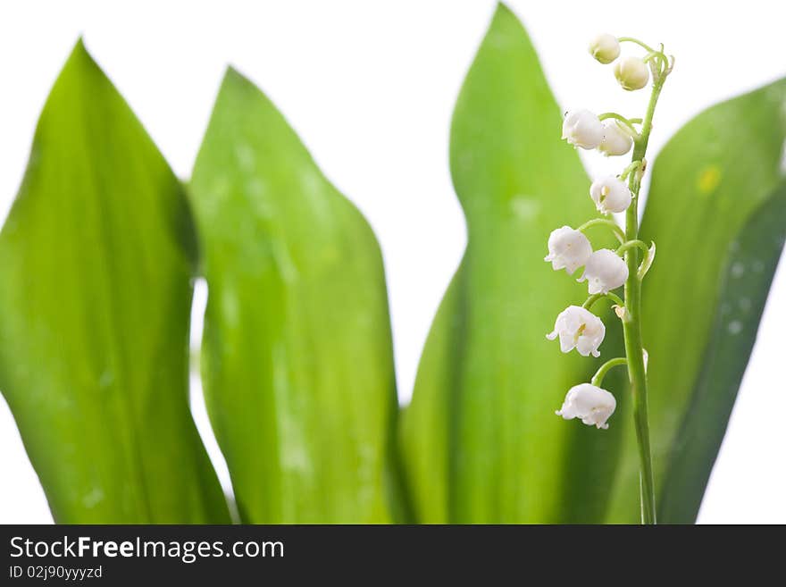 Lilly and green leaf