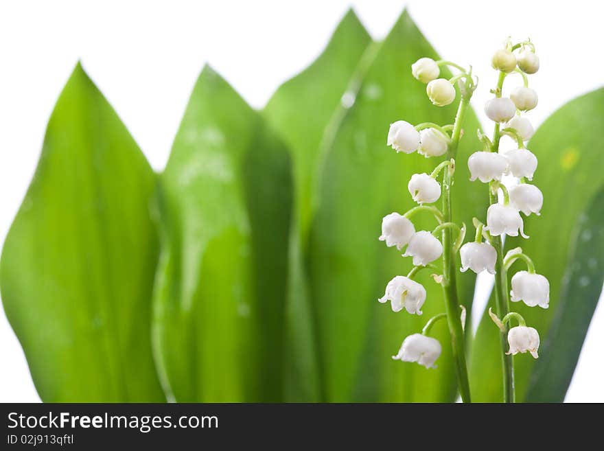 Lilly And Green Leaf