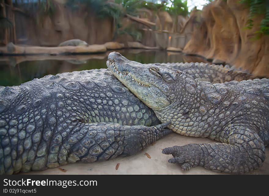 Rest time for two crocodiles