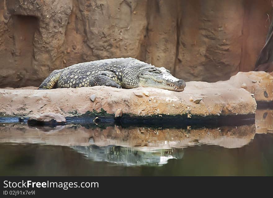 Rest time for crocodile in zoo